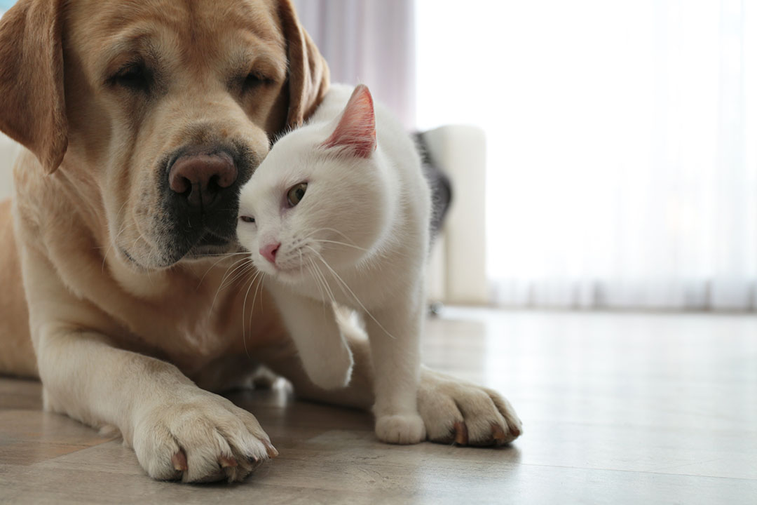 Pets em apartamento: dicas para uma boa convivência