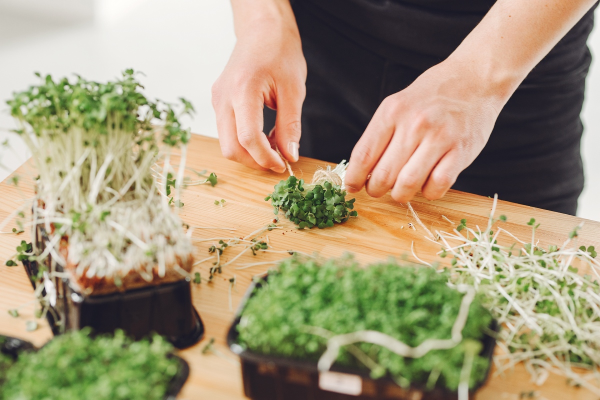 6 temperos para plantar em casa e ter sempre comida saborosa